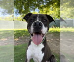 Small #43 American Pit Bull Terrier-Beagle Mix
