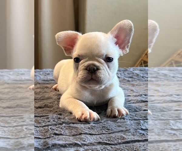 Medium Photo #2 French Bulldog Puppy For Sale in LANCASTER, CA, USA