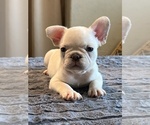 Small #1 French Bulldog