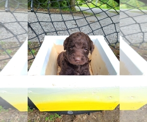 Labradoodle Puppy for sale in BENTON, IL, USA