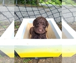 Small Photo #1 Labradoodle Puppy For Sale in BENTON, IL, USA