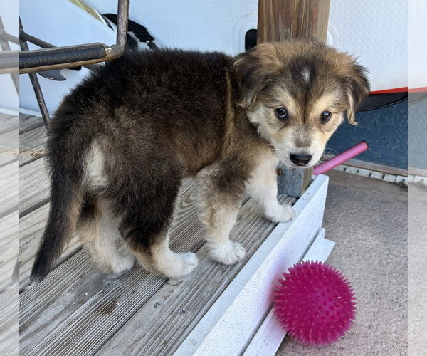 Medium Photo #3 Collie-Labrador Retriever Mix Puppy For Sale in Royal Palm Beach, FL, USA