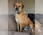 Small Photo #17 Mastiff-Unknown Mix Puppy For Sale in Bullard, TX, USA