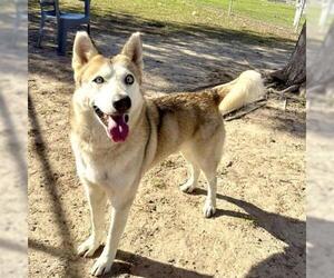 Siberian Husky Dogs for adoption in Conroe, TX, USA