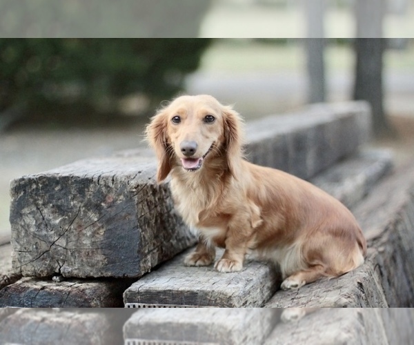 Medium Photo #1 Dachshund Puppy For Sale in JOSHUA, TX, USA