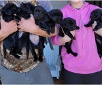 Small Photo #6 Labrador Retriever Puppy For Sale in RED WING, MN, USA
