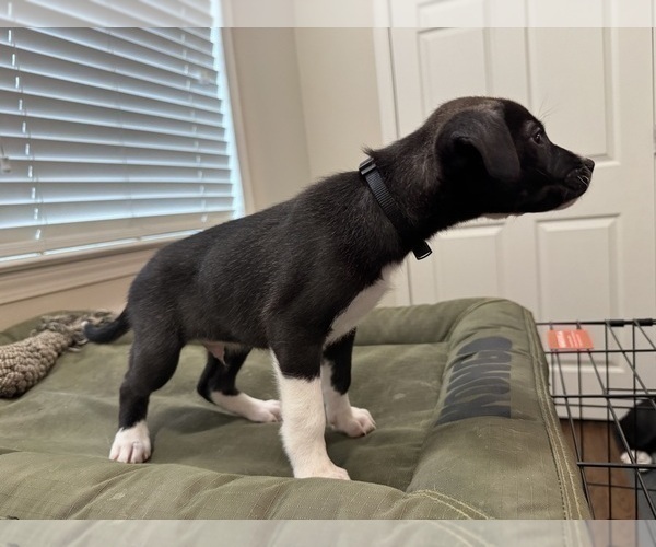 Medium Photo #8 American Staffordshire Terrier-Siberian Husky Mix Puppy For Sale in SNEADS FERRY, NC, USA