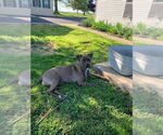 Small #9 Mountain Cur-Staffordshire Bull Terrier Mix