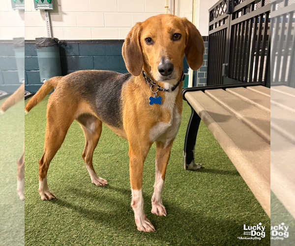 Medium Photo #4 Treeing Walker Coonhound-Unknown Mix Puppy For Sale in Washington, DC, USA