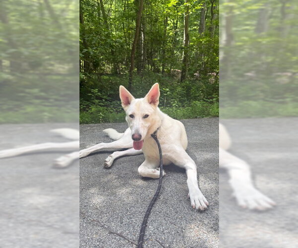 Medium Photo #5 Mutt Puppy For Sale in Jefferson, NJ, USA