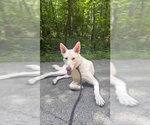 Small #4 Mutt