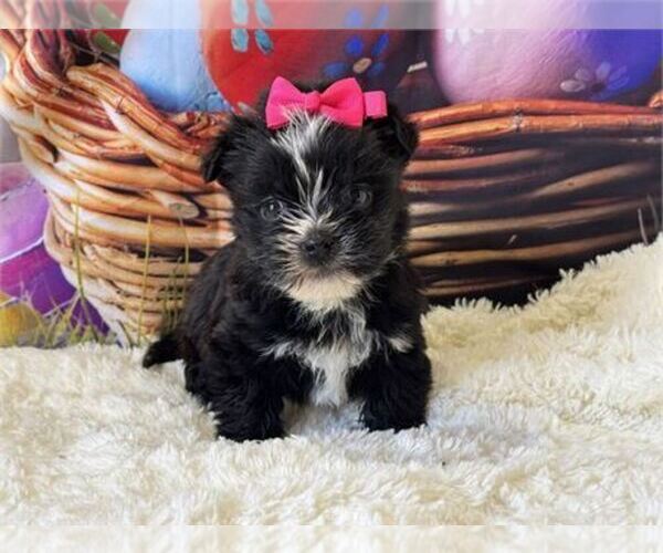 Medium Photo #1 Morkie Puppy For Sale in MIRAMAR, FL, USA