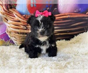 Medium Morkie