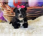 Puppy Puppy 2 Morkie