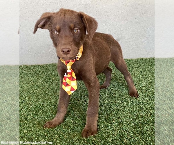 Medium Photo #4 Chocolate Labrador retriever-Unknown Mix Puppy For Sale in San Diego, CA, USA