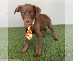 Small #3 Chocolate Labrador retriever Mix