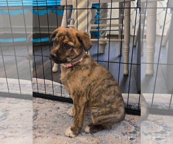 Medium Photo #2 Mountain Cur-Unknown Mix Puppy For Sale in New London, WI, USA