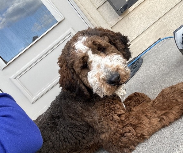 Medium Photo #4 Bernedoodle Puppy For Sale in MINATARE, NE, USA