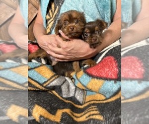 Shorkie Tzu-Yorkshire Terrier Mix Puppy for sale in SCOTTSDALE, AZ, USA