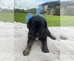 Aussiedoodle Puppy for sale in NEW ZION, SC, USA