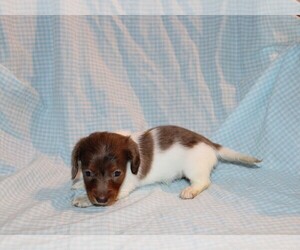 Dachshund Puppy for sale in BLOOMINGTON, IN, USA