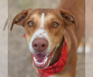 Labrador Retriever-Unknown Mix Dogs for adoption in San Antonio, TX, USA