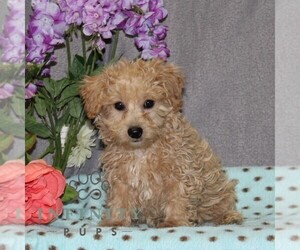 Poovanese Puppy for sale in RISING SUN, MD, USA