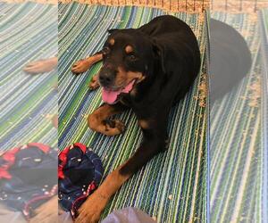 Duke - Male Rottweiler Dog for Adoption - Photo #2