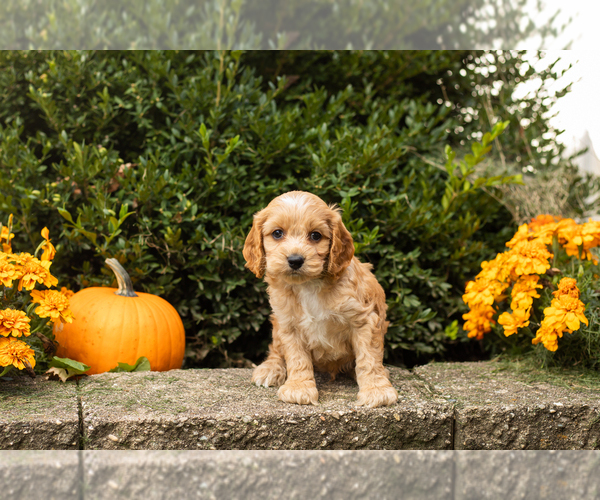 Medium Photo #32 Cocker Spaniel-Poodle (Miniature) Mix Puppy For Sale in NAPPANEE, IN, USA