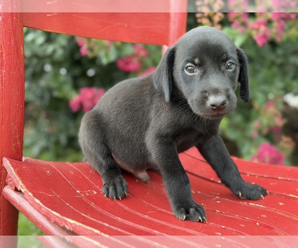 Medium Photo #2 Labrador Retriever Puppy For Sale in RUTHERFORDTON, NC, USA
