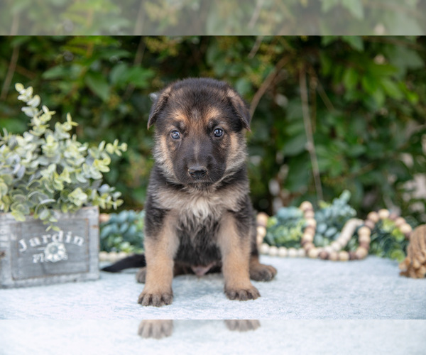 Medium Photo #2 German Shepherd Dog Puppy For Sale in GRABILL, IN, USA