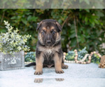 Small Photo #6 German Shepherd Dog Puppy For Sale in GRABILL, IN, USA