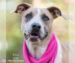 Small #1 Mastiff Mix