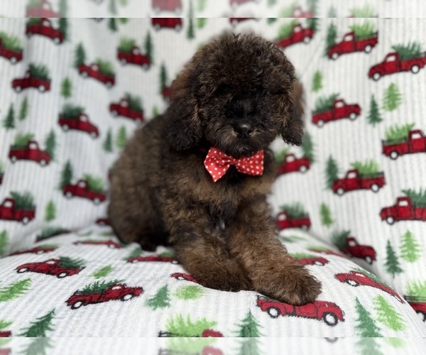 Medium Photo #6 Cockapoo (Miniature) Puppy For Sale in LAKELAND, FL, USA