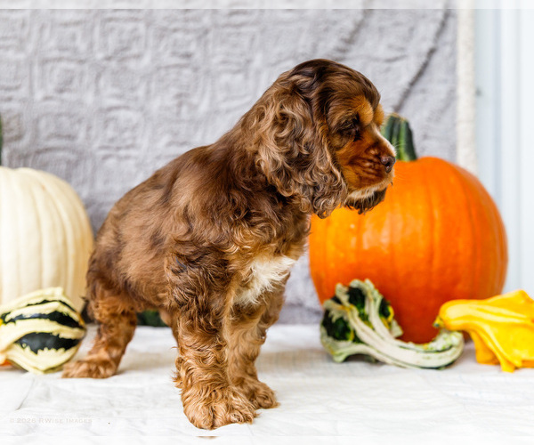 Medium Photo #19 Cocker Spaniel Puppy For Sale in WAKARUSA, IN, USA