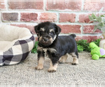 Small #7 Schnauzer (Miniature)