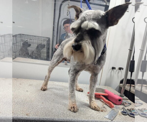 Medium Photo #3 Miniature Schnauzer-Unknown Mix Puppy For Sale in Grafton, WI, USA