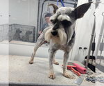 Small #2 Miniature Schnauzer Mix