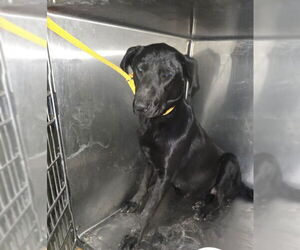 Labrador Retriever Dogs for adoption in Riverside, CA, USA
