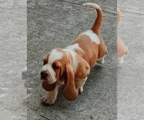 Medium Photo #8 Basset Hound Puppy For Sale in NEWBERN, TN, USA