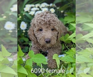 Goldendoodle-Poodle (Toy) Mix Puppy for sale in CLARE, IL, USA