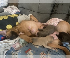 Mother of the American Bandogge mastiff puppies born on 01/12/2023