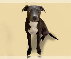 American Pit Bull Terrier Dogs for adoption in Tulsa, OK, USA