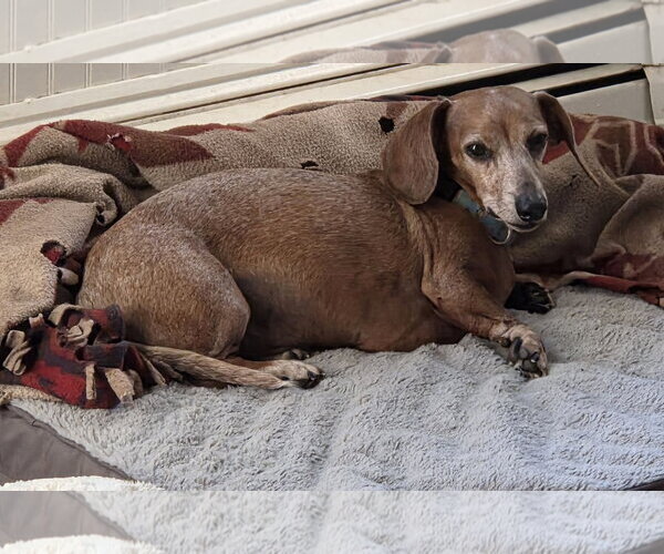 Medium Photo #3 Dachshund Puppy For Sale in Taunton, MA, USA
