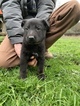 Small Photo #14 German Shepherd Dog Puppy For Sale in MYRTLE CREEK, OR, USA