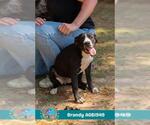Small #1 American Bulldog Mix