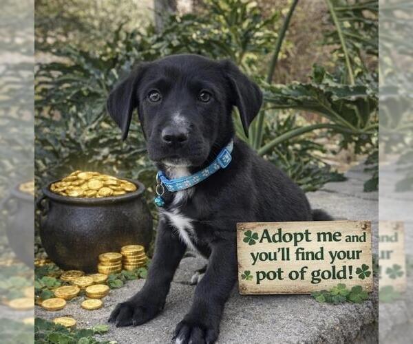 Medium Photo #2 Labrador Retriever-Unknown Mix Puppy For Sale in San Diego, CA, USA
