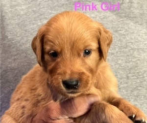 Medium Golden Retriever
