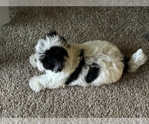 Havanese Puppy for sale in CHANDLER, AZ, USA