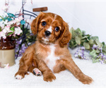 Puppy Flynn Cavalier King Charles Spaniel